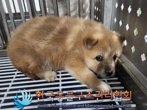 보호중 믹스견의 가…